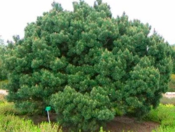 Cосна pinus nigra Nana