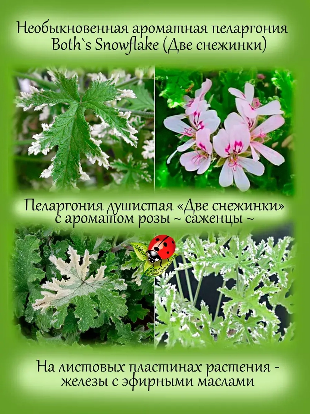 Пеларгония Две снежинки пёстролистная аромат розы