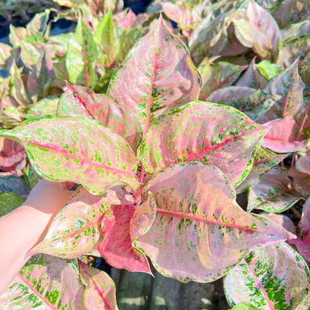 Аглаонема PHANTIRA