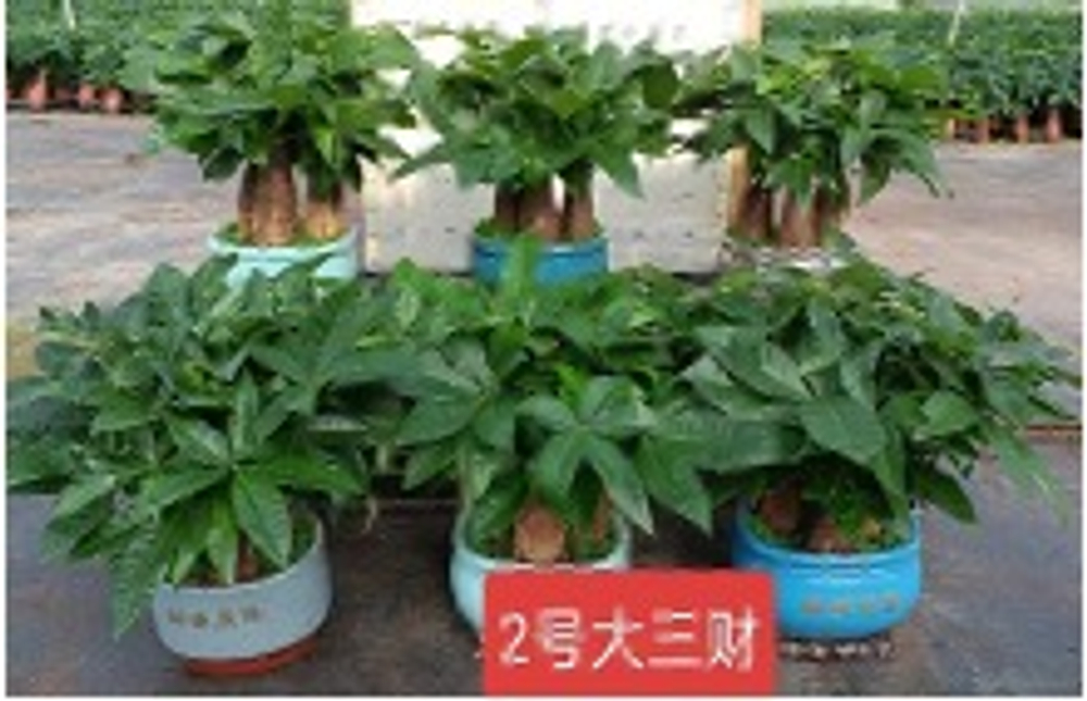 Пахира Five Blessings керамический