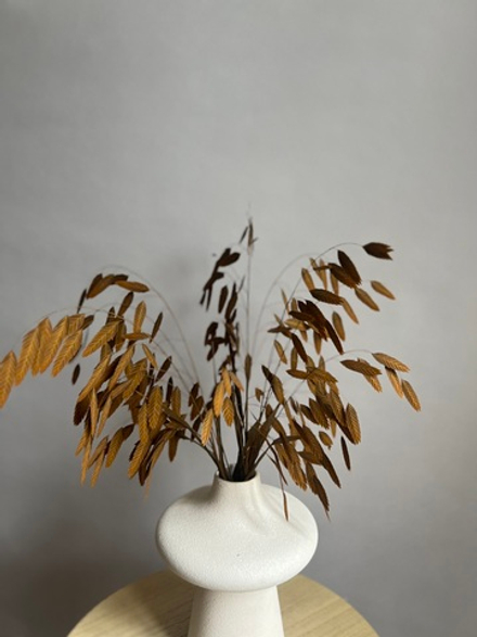 Хасмантиум горчичный