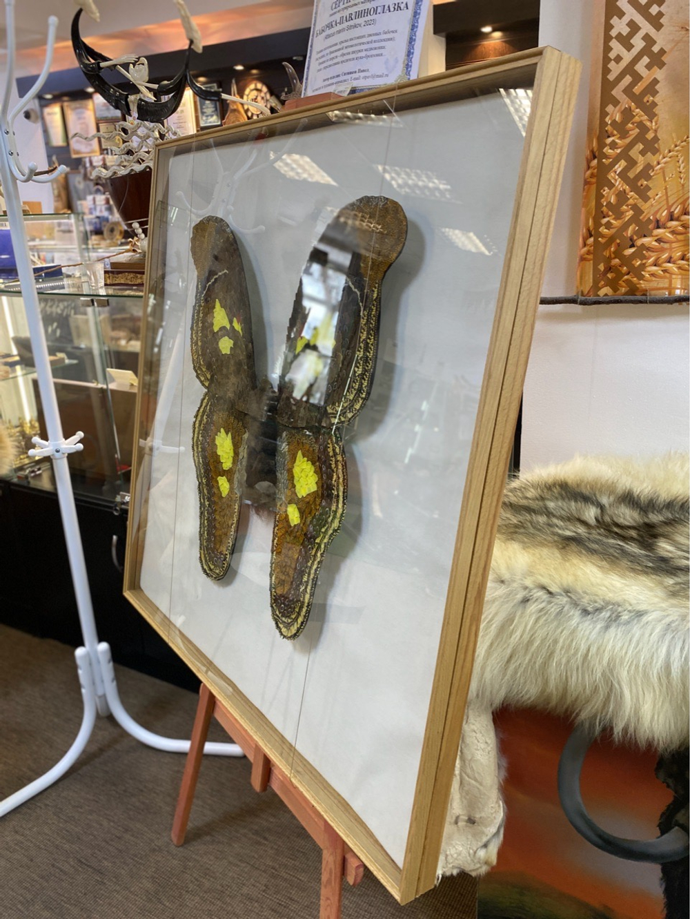 Бабочка-павлиноглазка