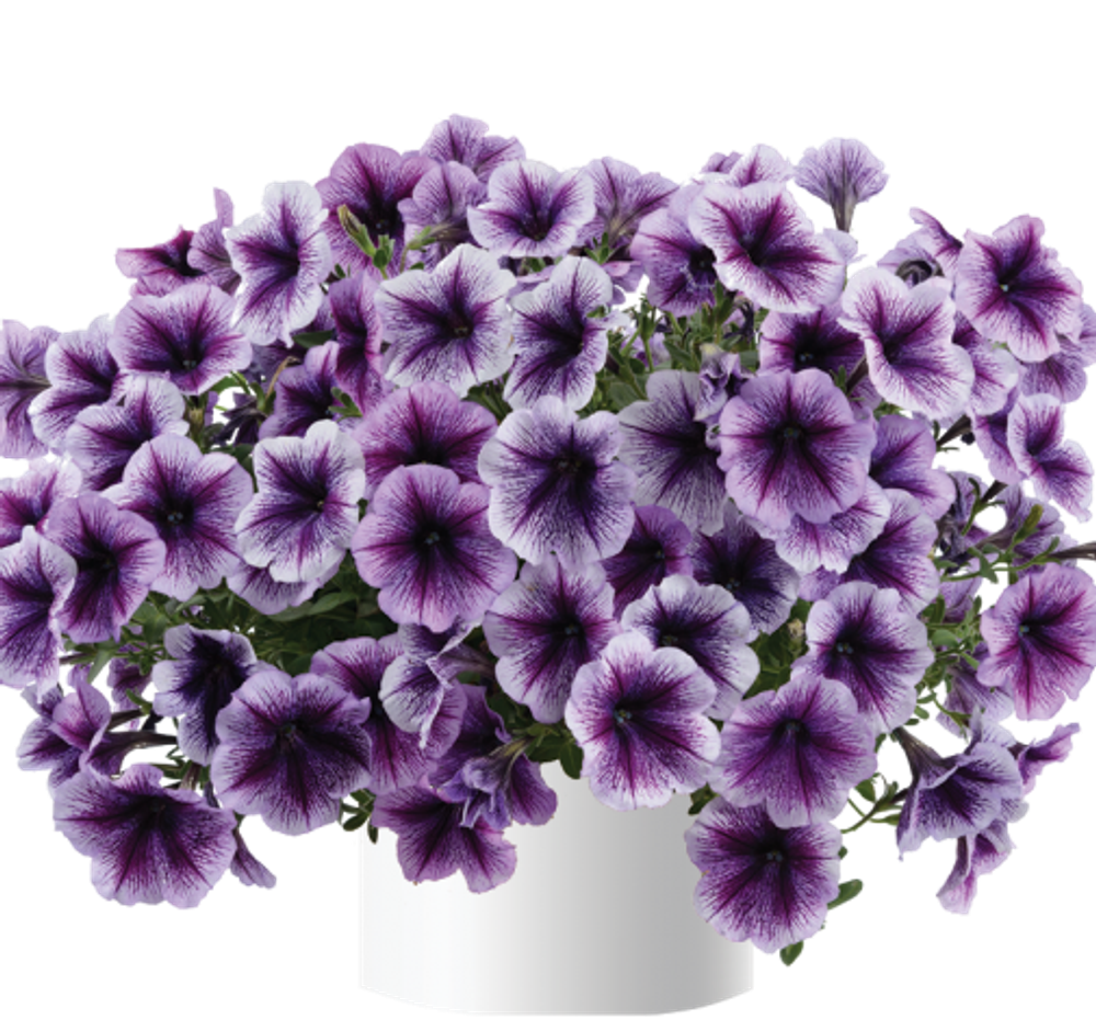 Петуния RAY PURPLE VEIN