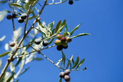 Оливковое масло BONO Qitterra  1l Сицилия