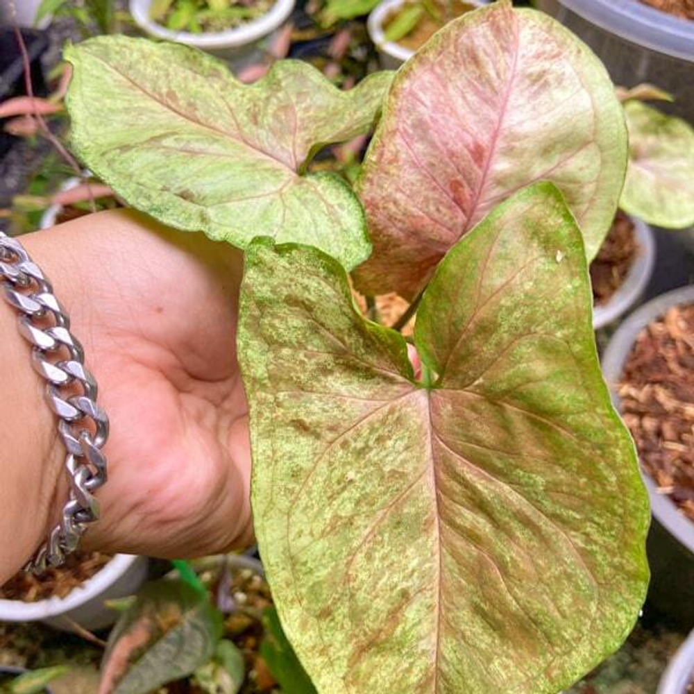 Сингониум GREEN ROOIBOS