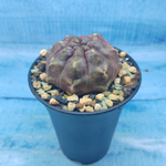 Gymnocalycium Daydream (Гимнокалициум)