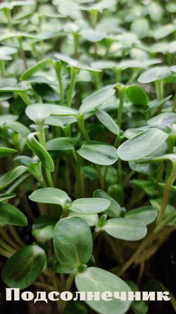 Набор для выращивания микрозелени ЛЕГКИЙ СТАРТ: семена, агровата, лотки