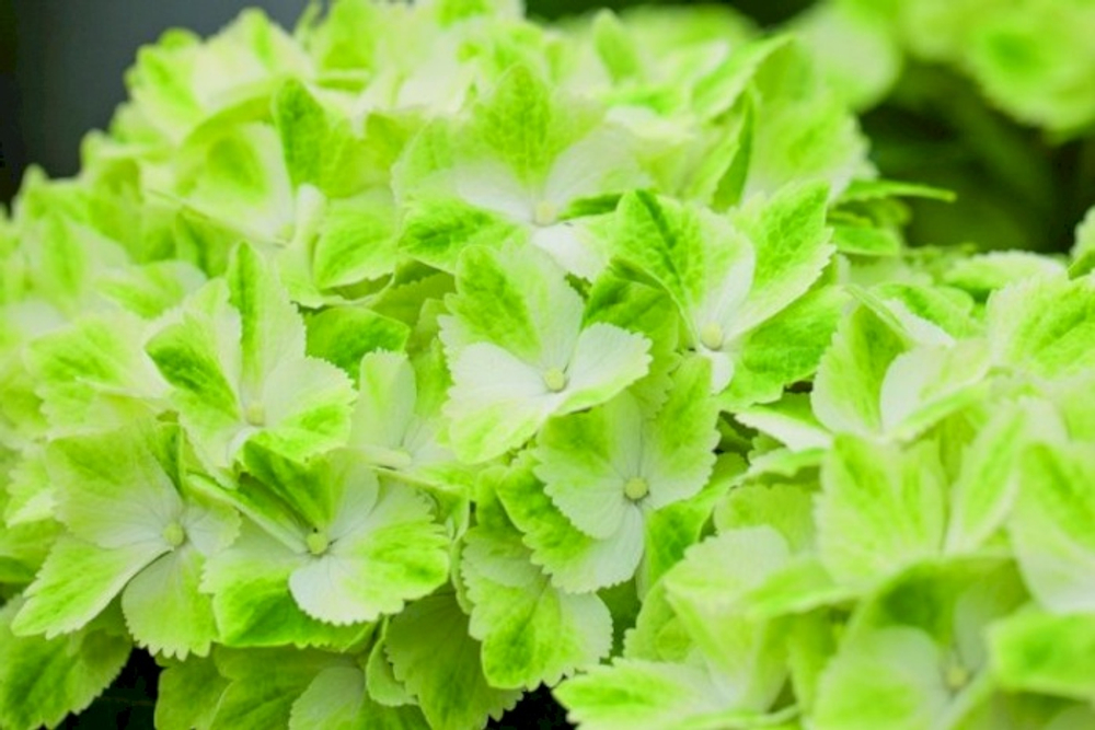 Меджикал Вингс (Magical Wings) С2 Европа весна 2026 г.