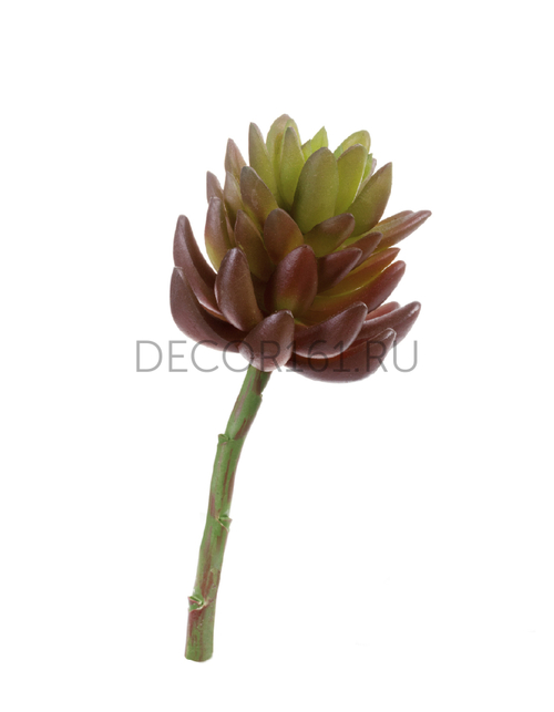 Суккулент Синокрассула большая бордово-зелёная в-7 см, д-7 см 12/144 20.091818RG