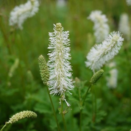 Кровохлебка тупая  "Alba". Sanguisorba obtusa "Alba".