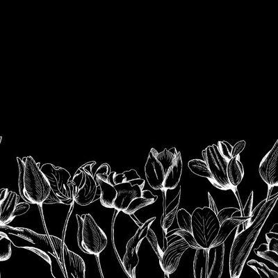 Тюльпаны клумба белые на черном фоне