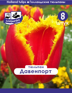 Тюльпан Луковица, Давенпорт, 8 шт