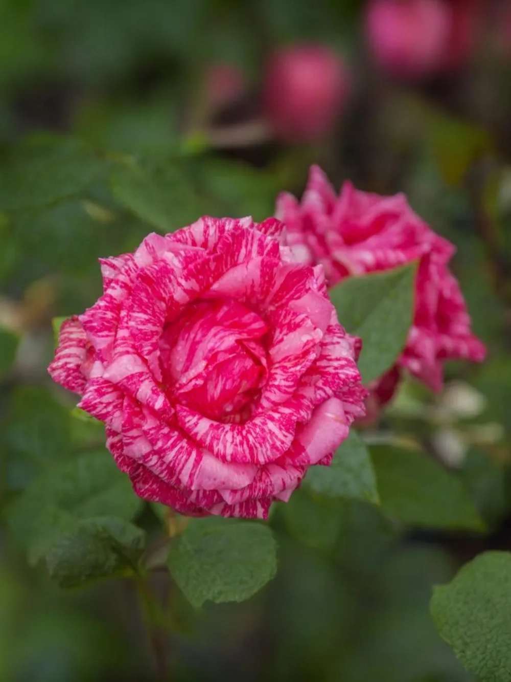 Роза флорибунда Константина Фреска