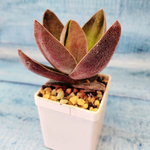 Crassula Garnet Lotus (Крассула)