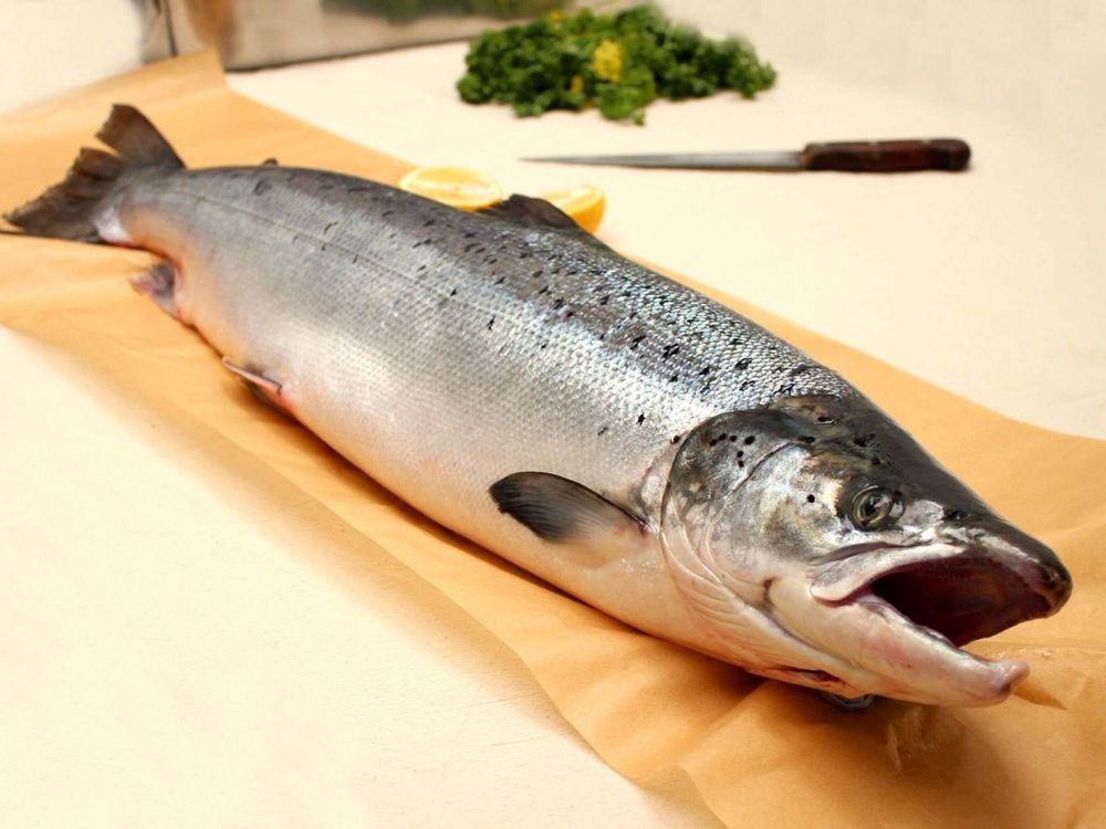 Oncorhynchus tshawytscha) California King Salmon, Chinook (Oncorhynchus mykiss s