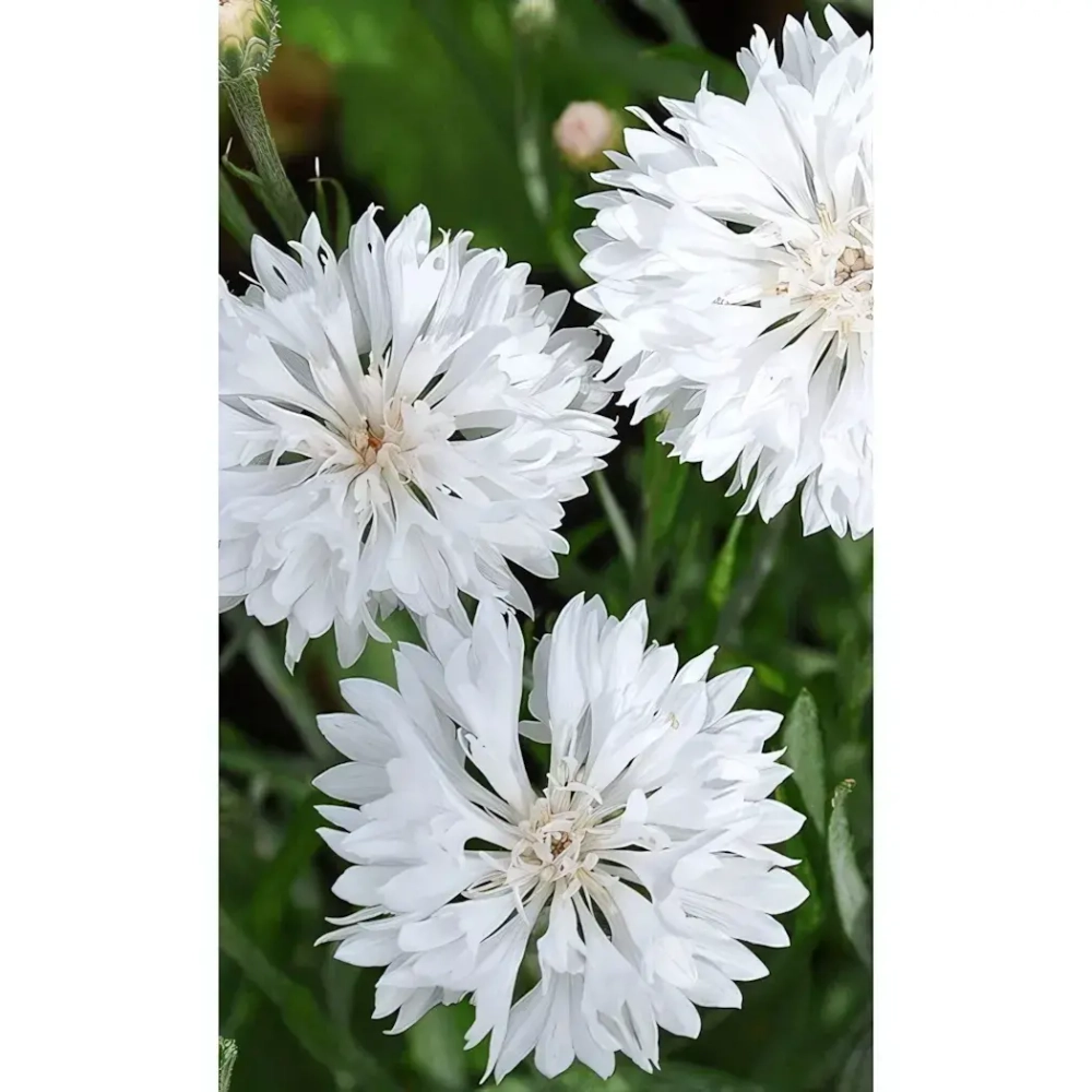 Семена Василёк Снежный замок (УД) Е/П