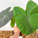 Колоказия FIRST LOVE