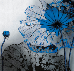 Коллекция Grafika Natura