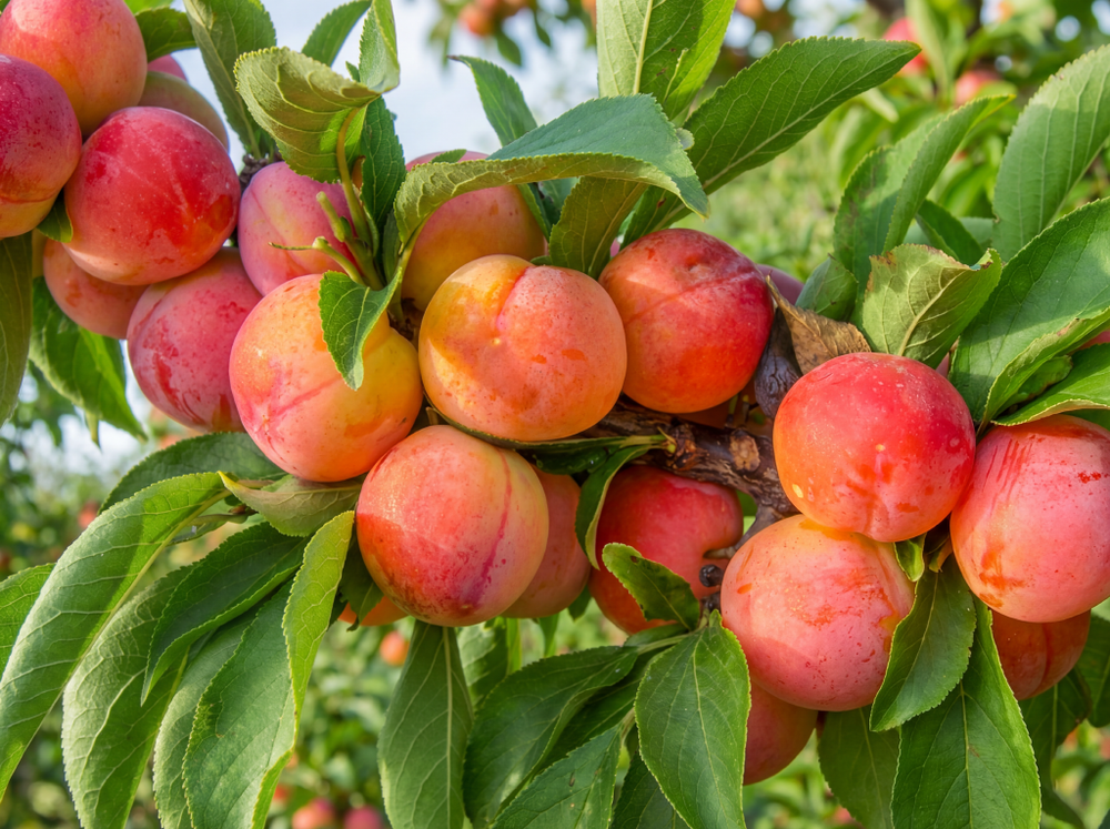 Саженец сливы «Алтайская Юбилейная» (Оранжевая, Зимостойкая, Сладкая)