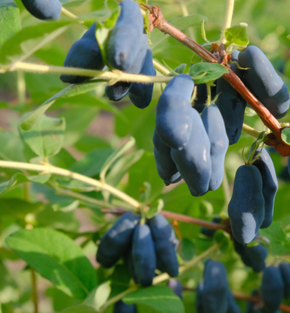 Жимолость Уссульга