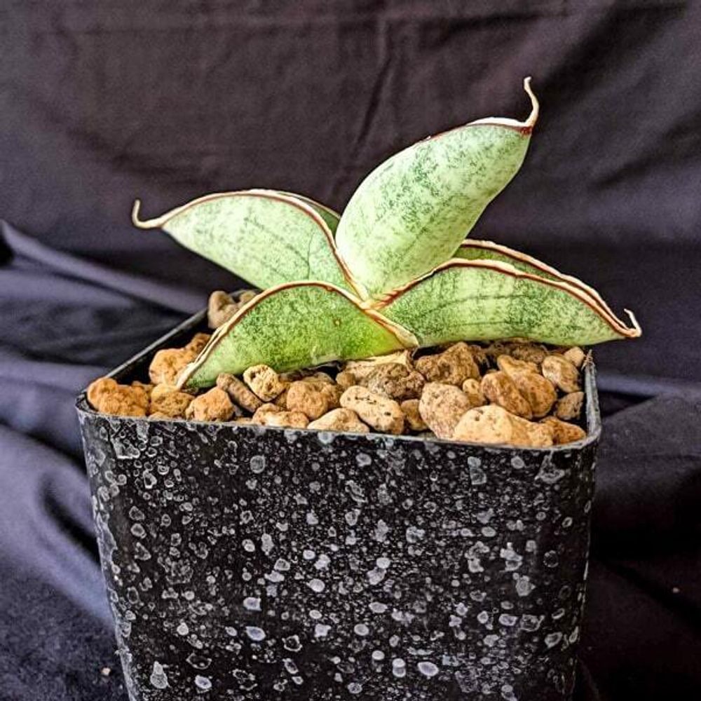 Сансевиерия EILENSIS