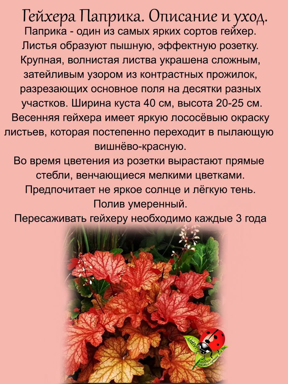 Гейхера Паприка красно-вишнёвая