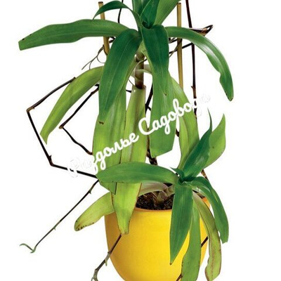 Каллизия душистая (золотой ус)