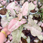 Сингониум NUDE PRINCESS