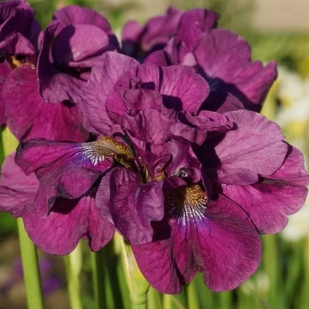 Ирис сибирский Бандл оф Джой С2