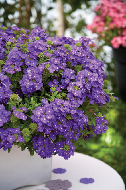 ЕВРО Verbena Hybrida ESTRELLA Blueberry неукор черенок ноябрь 2025