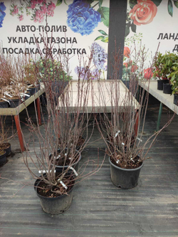 Ирга гибридная сладкоплодная