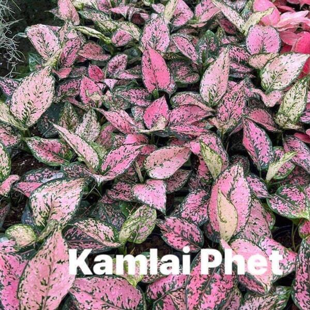 Аглаонема KAMLAI PHET (A77)