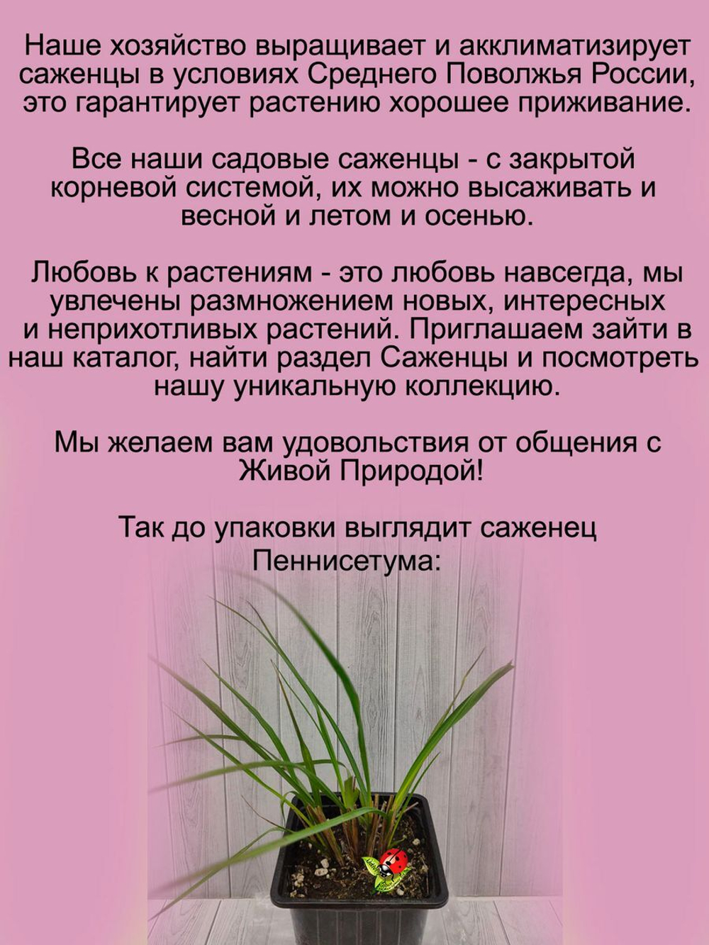 Злак Пеннисетум Блэк Бьюти лисохвостый многолетний