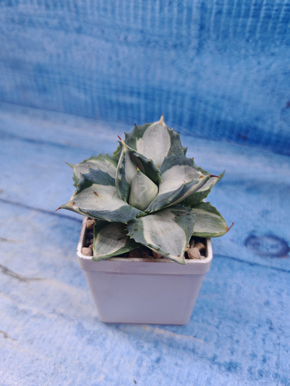 Agave Potatorum Variegata (Агава)