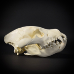 Череп бурой гиены