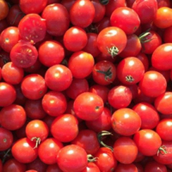 ТО 1435 F1 семена томата полудетерминантного (Seminis / Семинис)