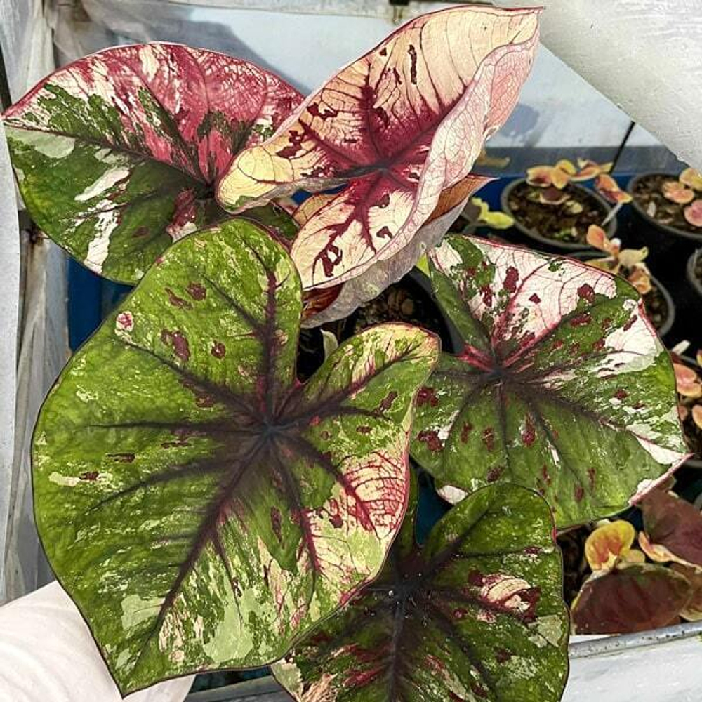 Каладиум JULIETTE