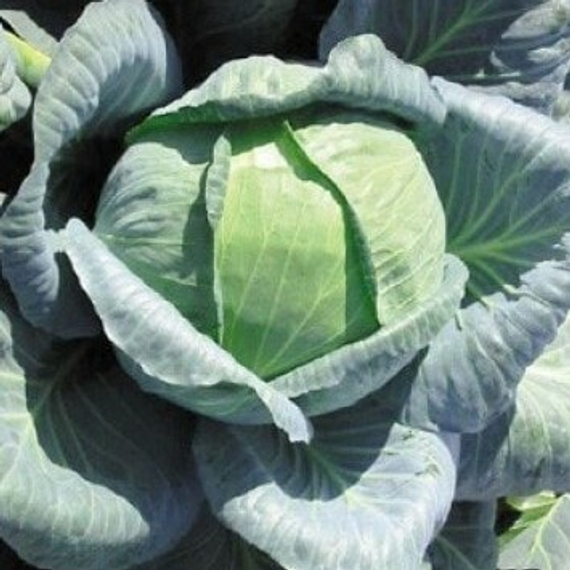 Агрессор F1 семена капусты белокочанной – фото 3