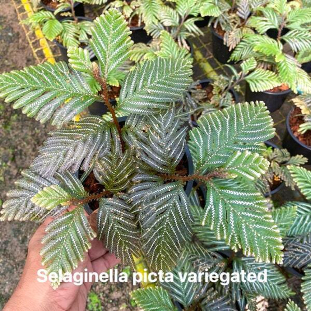 Селагинелла S.PICTA VAR