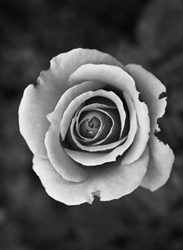 Ensar Oud Sultan Leather Attar