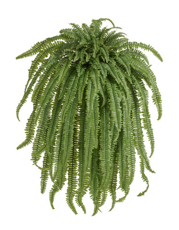 Папоротник Бостон Новый свисающий Гигант