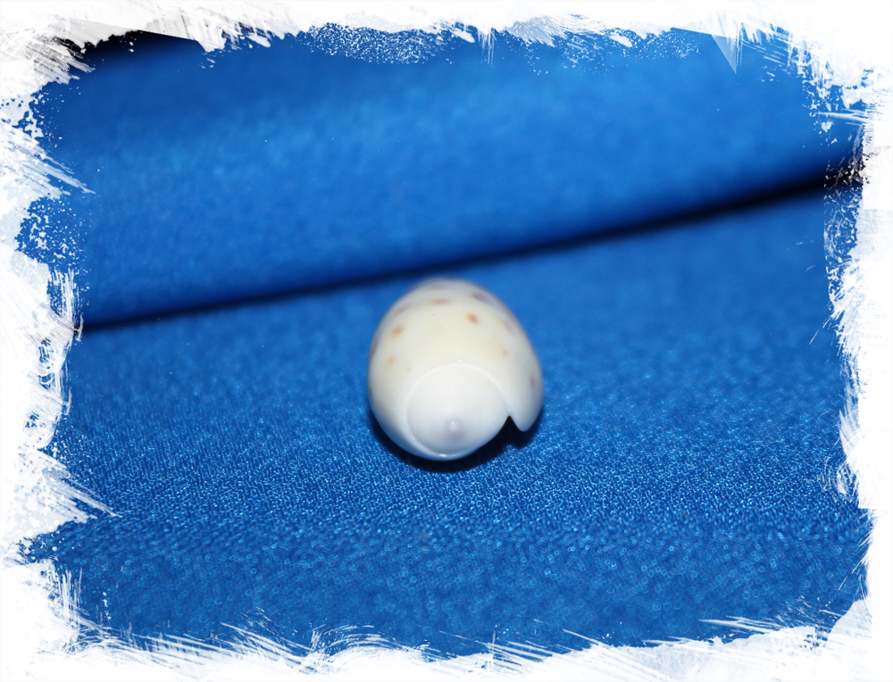 Олива тесселлата (Oliva tessellata)