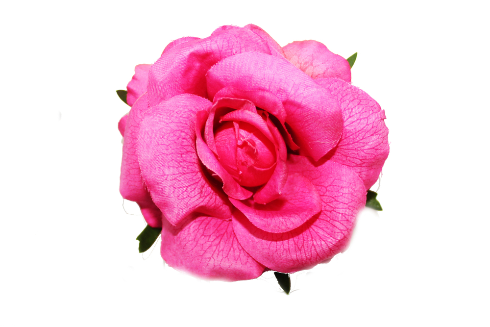 Роза флористическая