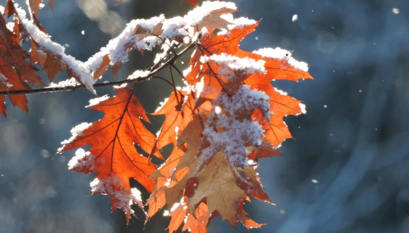 Уходящая осень дарит подарки!