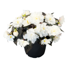 Бегония клубневая Нон-Стоп Джой Мокка F1 Белая 5шт Мировые Семена VITA GREEN