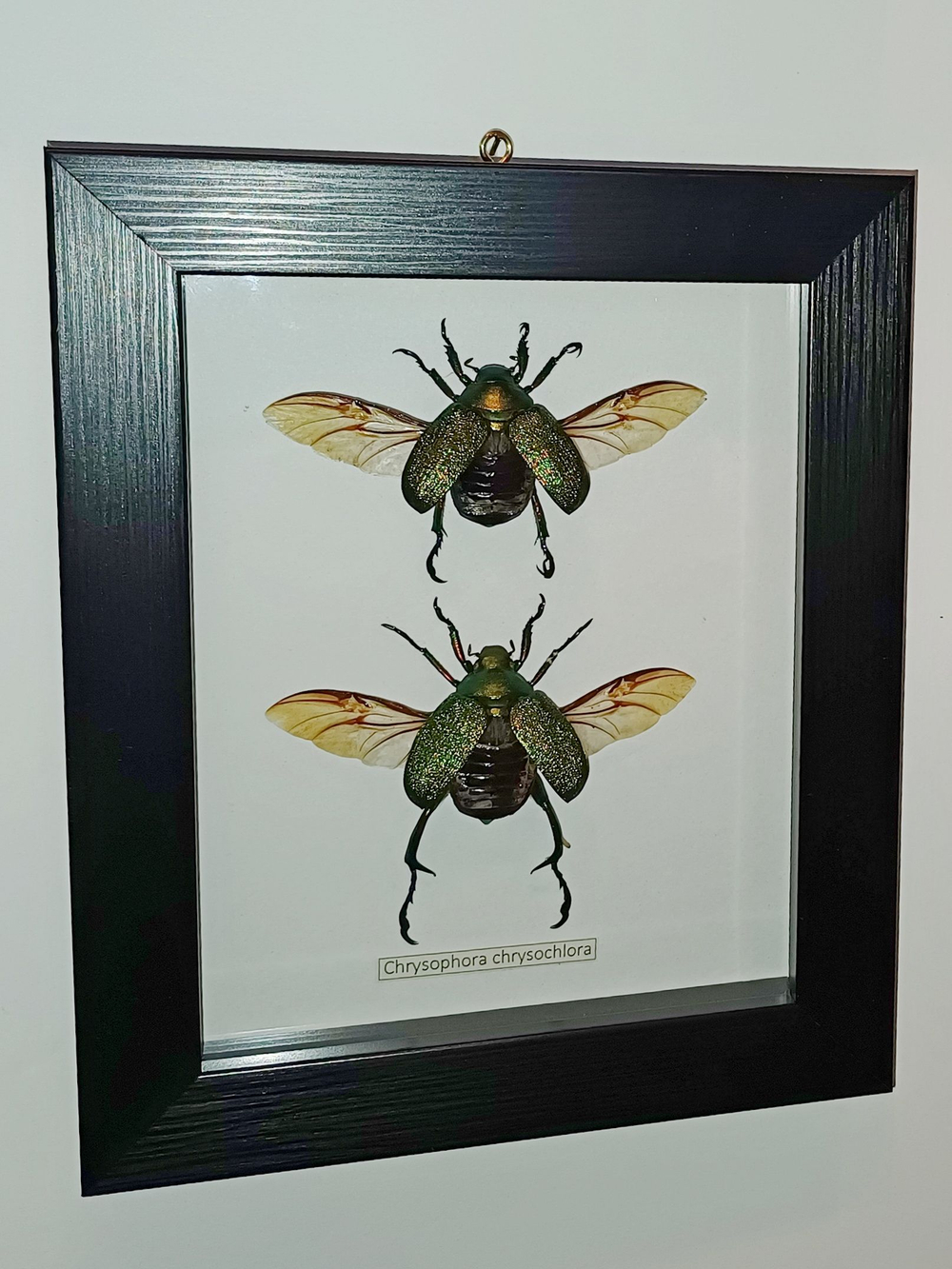 Жук Chrysophora chrysochlora пара в рамке