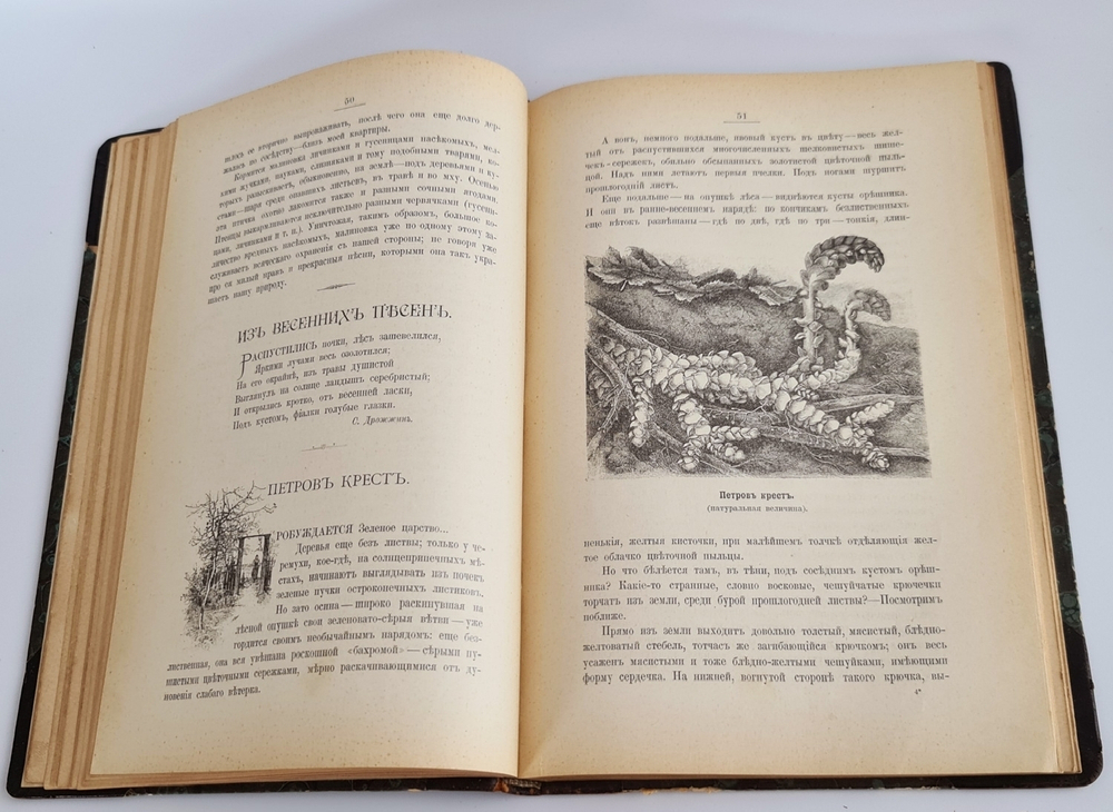 "Из родной природы". Д.Н.Кайгородов. 1907 г.