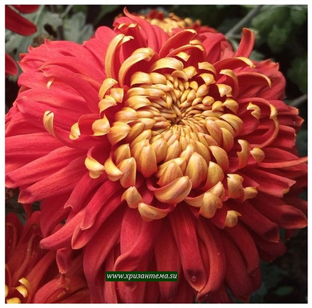 Hanenburg, крупноцветковая хризантема ☘🌻 о.61 (отгрузка Август)