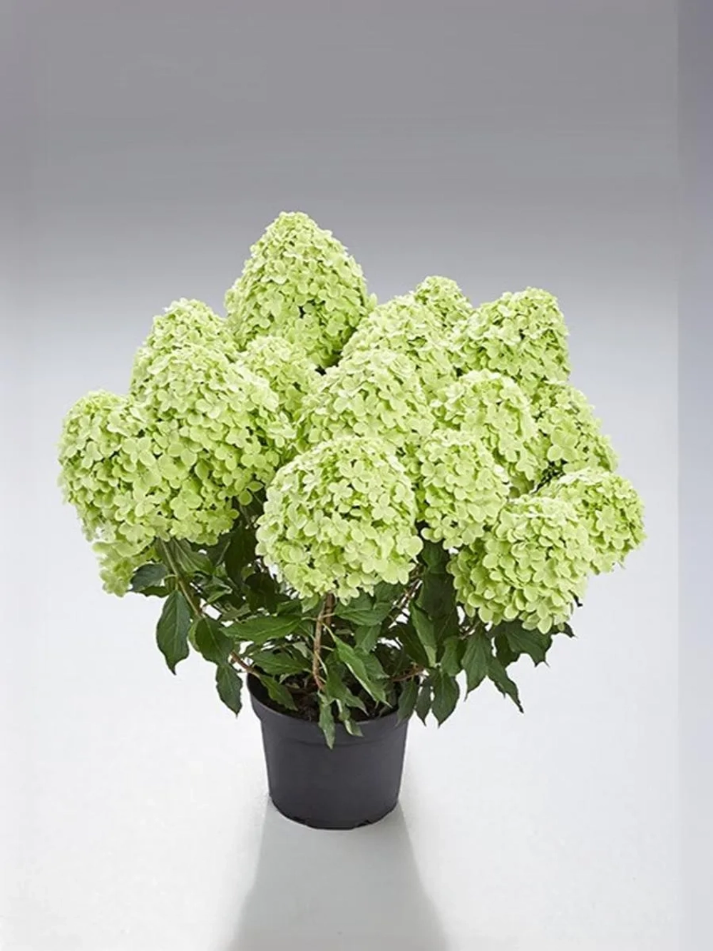 Гортензия метельчатая Панчетта