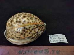 Ципрея Тигрис "90-103 мм"